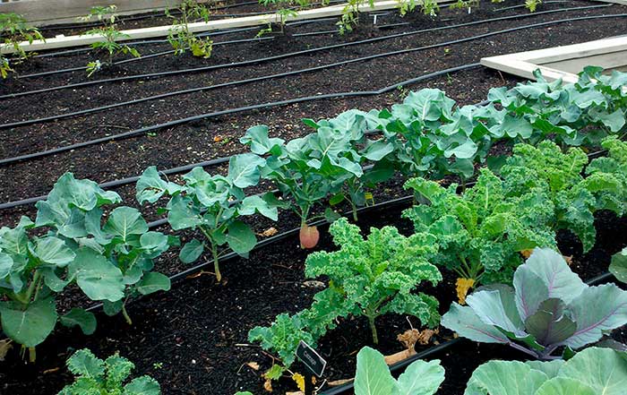 Planting and caring for broccoli outdoors