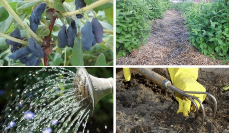 How to properly care for honeysuckle in spring - feeding and pruning