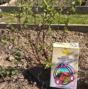 How to properly care for honeysuckle in spring - feeding and pruning