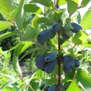 The best varieties of honeysuckle for the Leningrad region and recommendations for choosing the right one