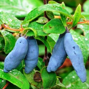 The sweetest and largest varieties of honeysuckle for Siberia