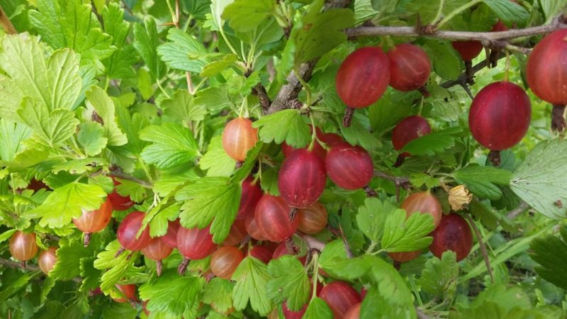 High-yielding frost-resistant gooseberry variety Masheka