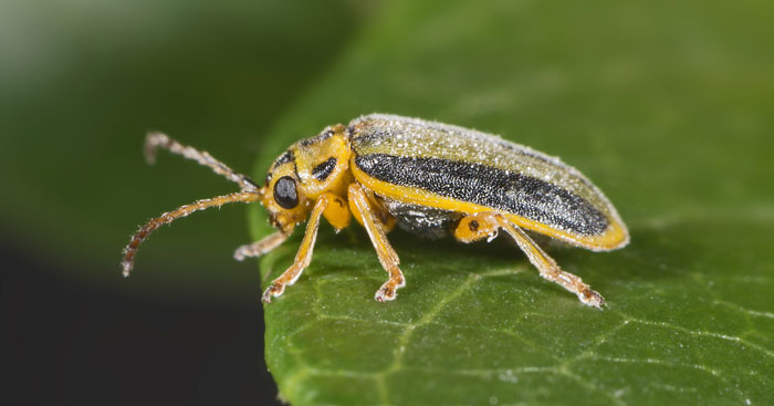 Which pest eats gooseberry leaves and what to do to save the bushes