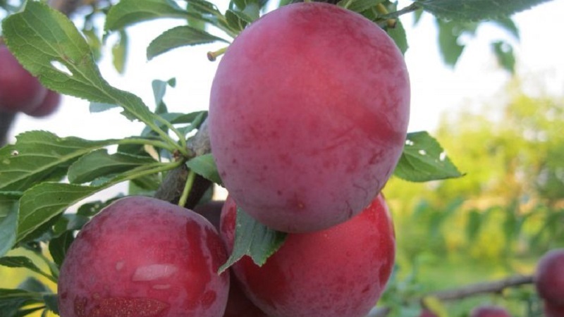 The best varieties of cherry plum for the Moscow region