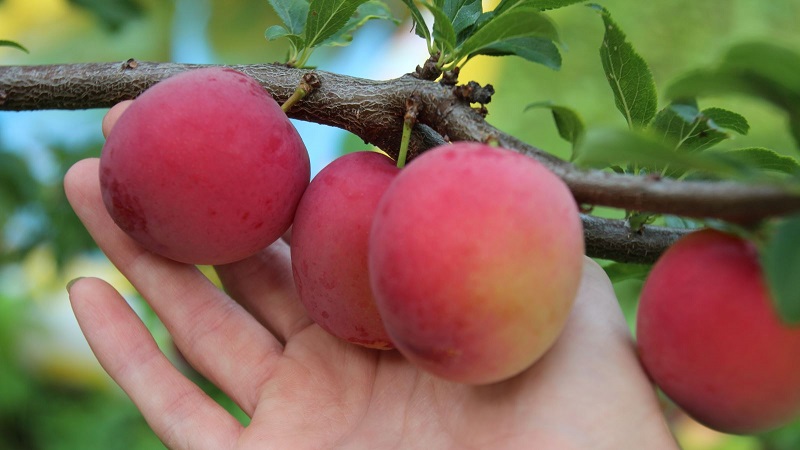 The best varieties of cherry plum for the Moscow region