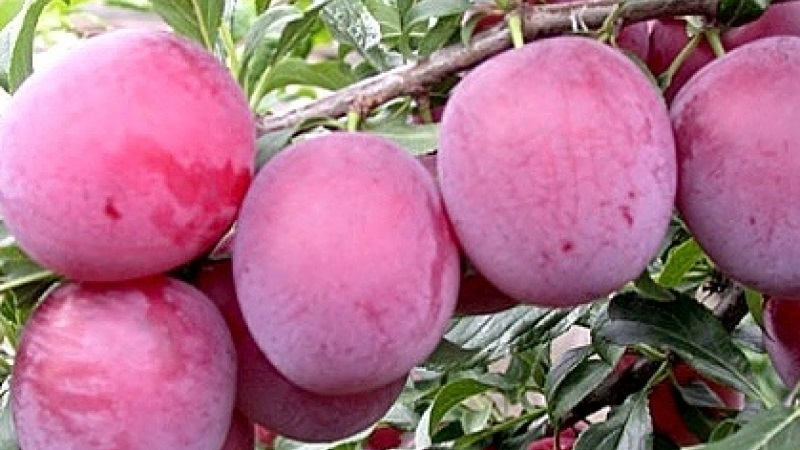 The best varieties of cherry plum for the Moscow region