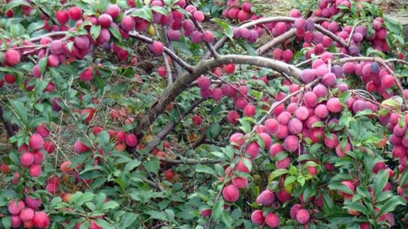The best varieties of cherry plum for the Moscow region