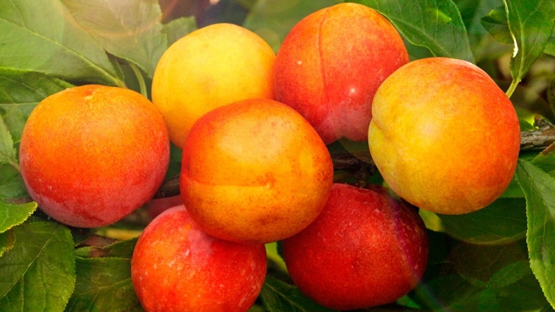 The best varieties of cherry plum for the Moscow region