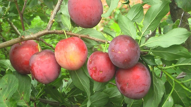 The best varieties of cherry plum for the Moscow region
