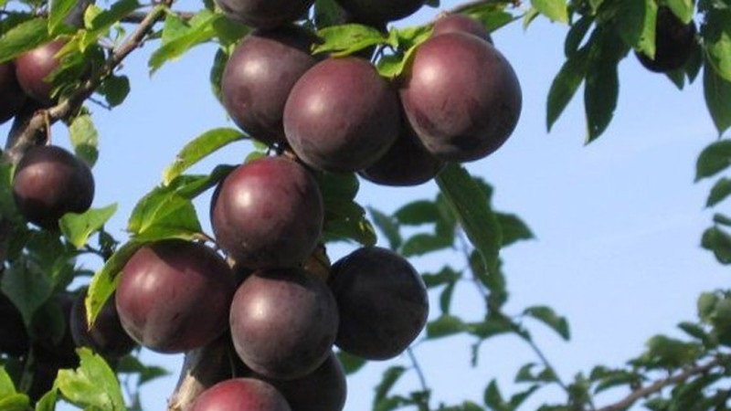 The best varieties of cherry plum for the Moscow region