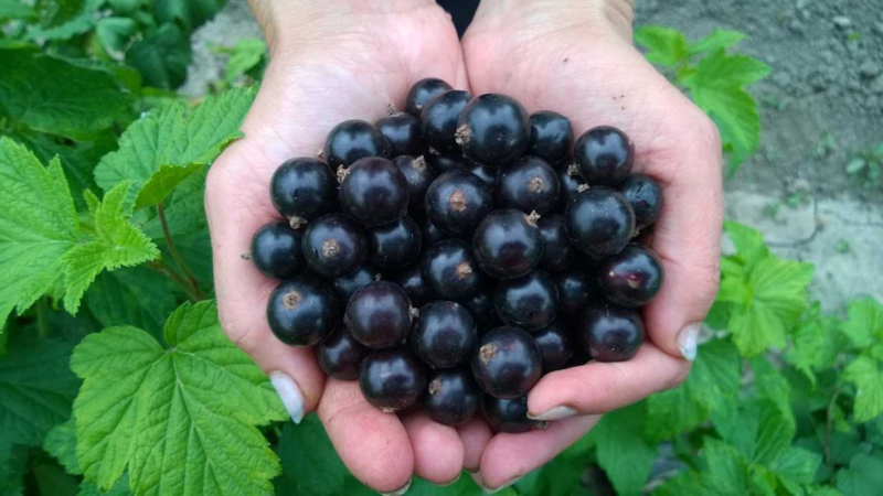 The best varieties of black currant for central Russia and the Middle Volga region