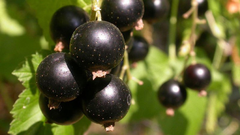 The best varieties of black currant for central Russia and the Middle Volga region