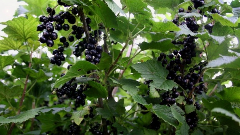The best varieties of black currant for central Russia and the Middle Volga region