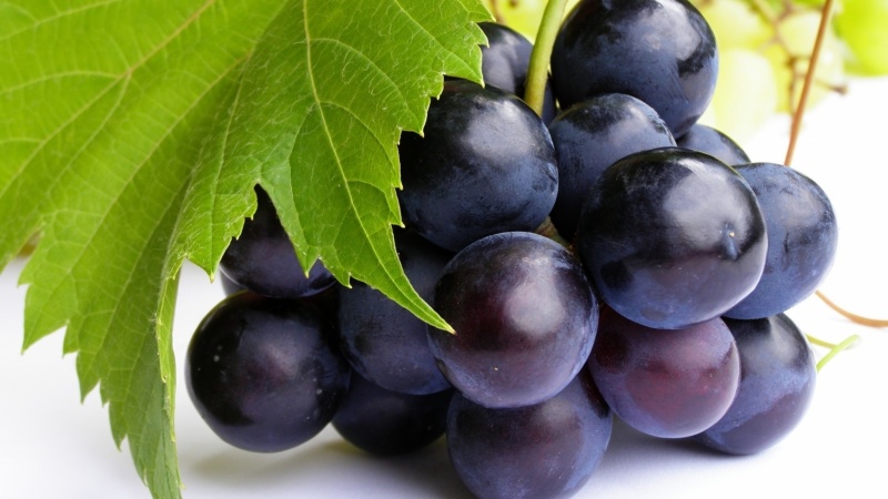 Variety of dark grape varieties