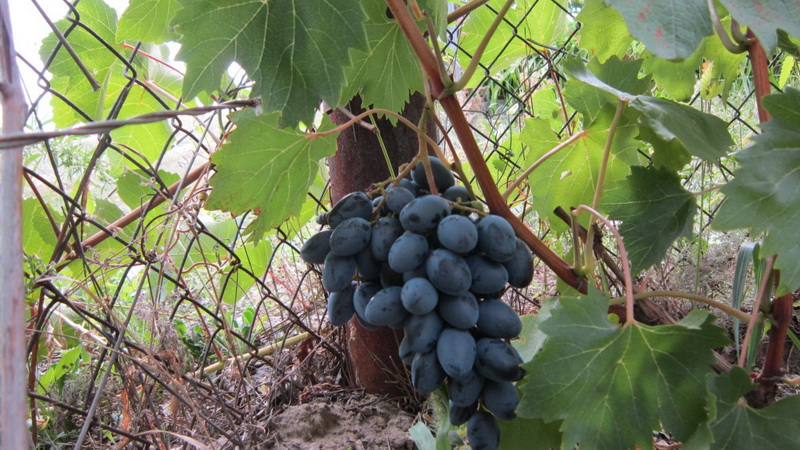 Variety of dark grape varieties
