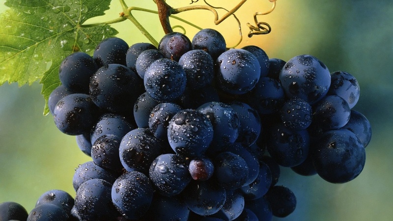 Variety of dark grape varieties