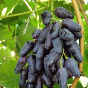 Variety of dark grape varieties