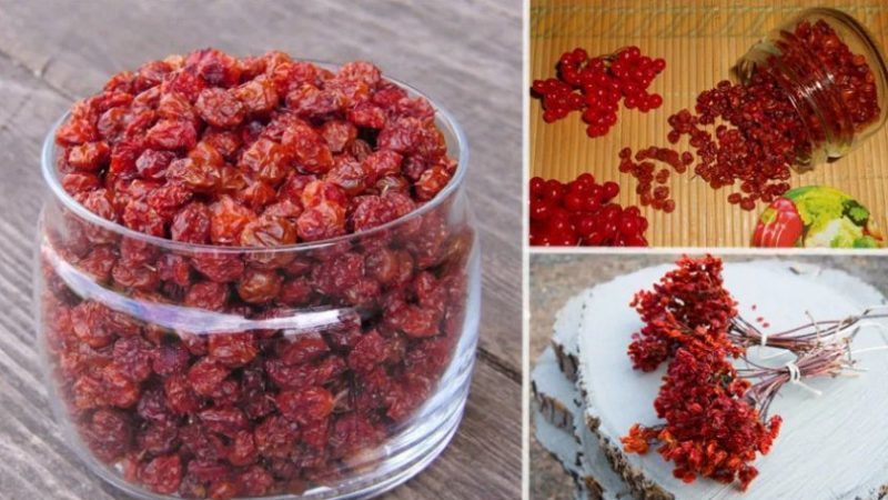 Is it possible to dry viburnum and how to do it at home
