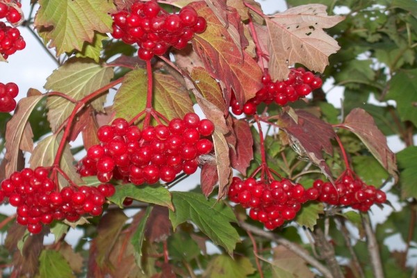 Is it possible to dry viburnum and how to do it at home