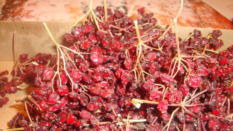 Is it possible to dry viburnum and how to do it at home