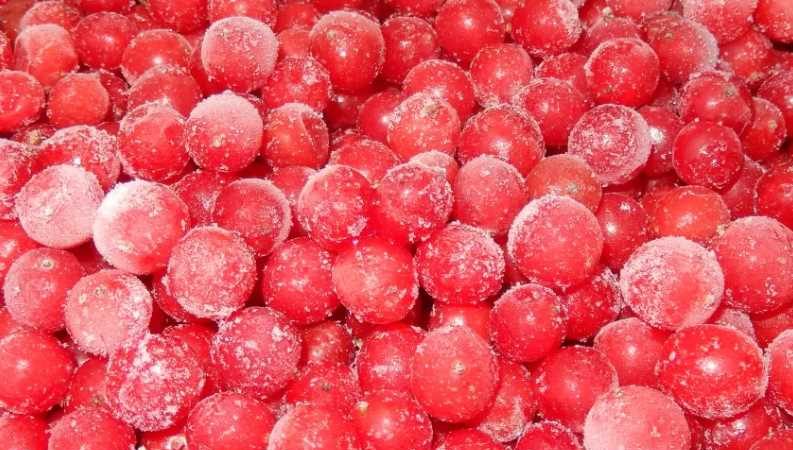 Is it possible to dry viburnum and how to do it at home