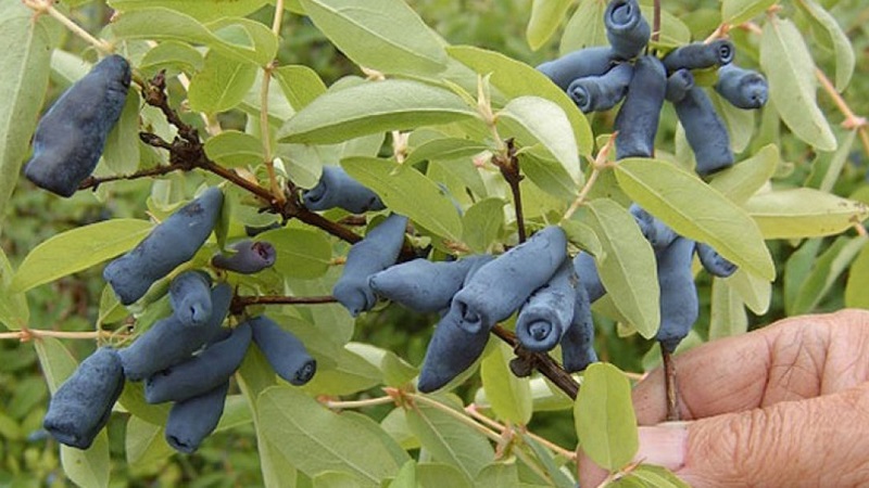 Unpretentious sweet and sour variety of honeysuckle Princess Diana