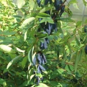 Unpretentious sweet and sour variety of honeysuckle Princess Diana