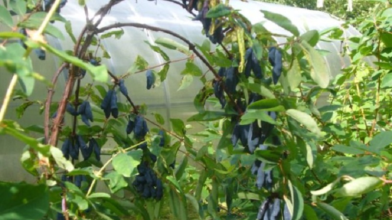 Unpretentious sweet and sour variety of honeysuckle Princess Diana