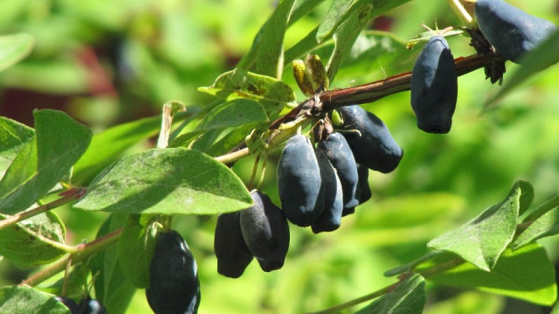 How to properly care for honeysuckle in spring - feeding and pruning