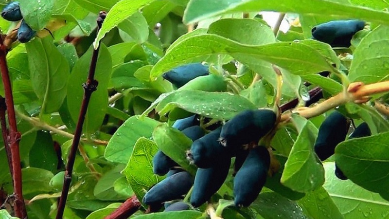 Unpretentious sweet and sour variety of honeysuckle Princess Diana
