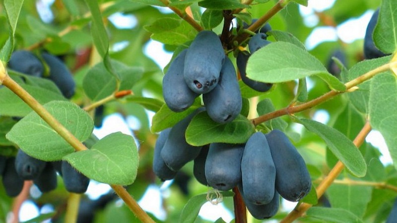 Unpretentious sweet and sour variety of honeysuckle Princess Diana