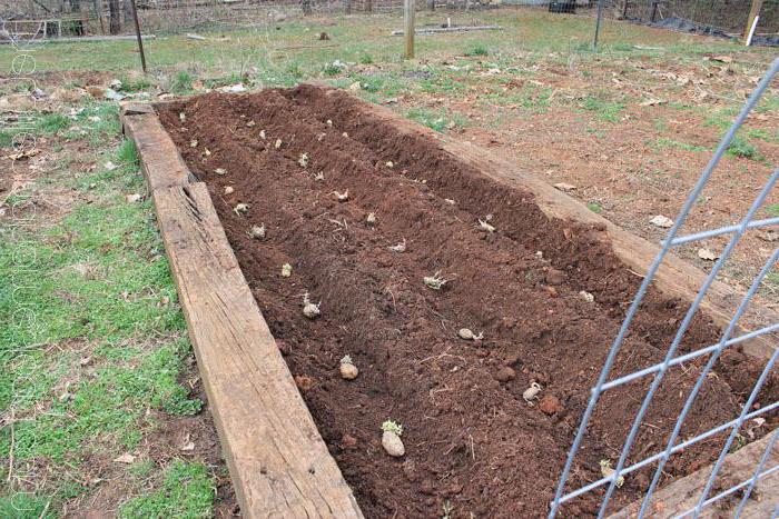 New ways of planting potatoes and care features