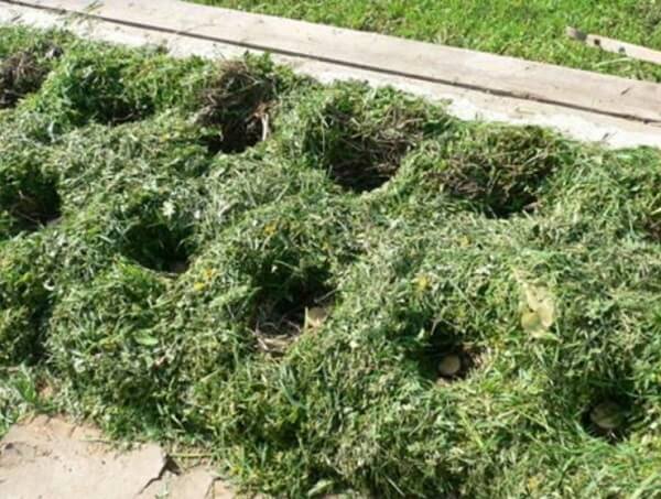 New ways of planting potatoes and care features