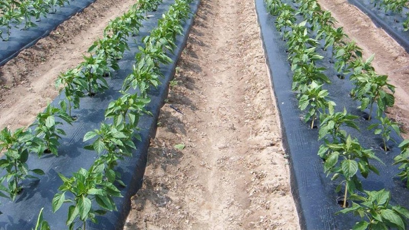 New ways of planting potatoes and care features