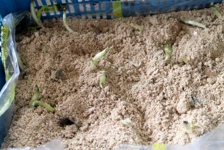 New ways of planting potatoes and care features
