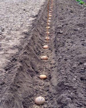 New ways of planting potatoes and care features