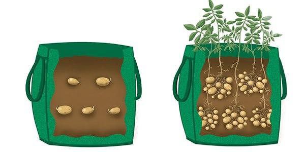 New ways of planting potatoes and care features