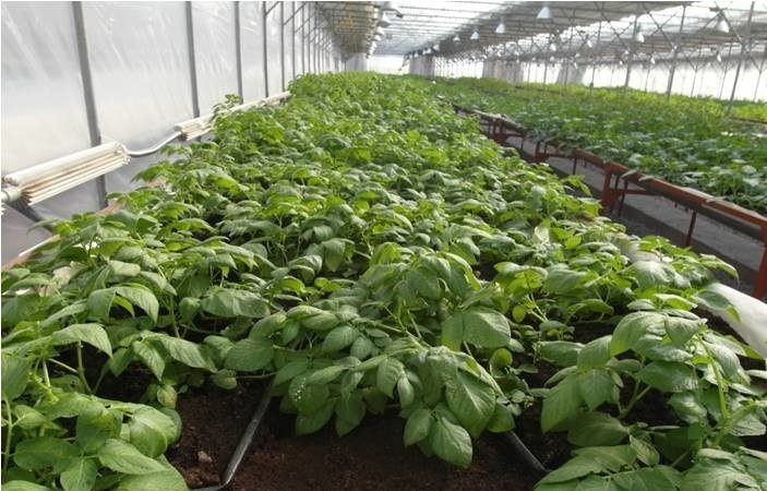 New ways of planting potatoes and care features