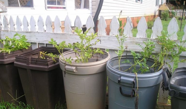 New ways of planting potatoes and care features