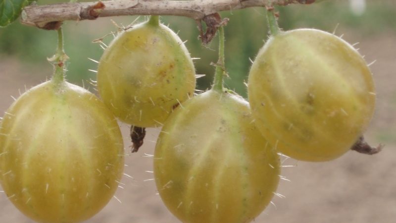 General characteristics and description of varieties of hairy gooseberries