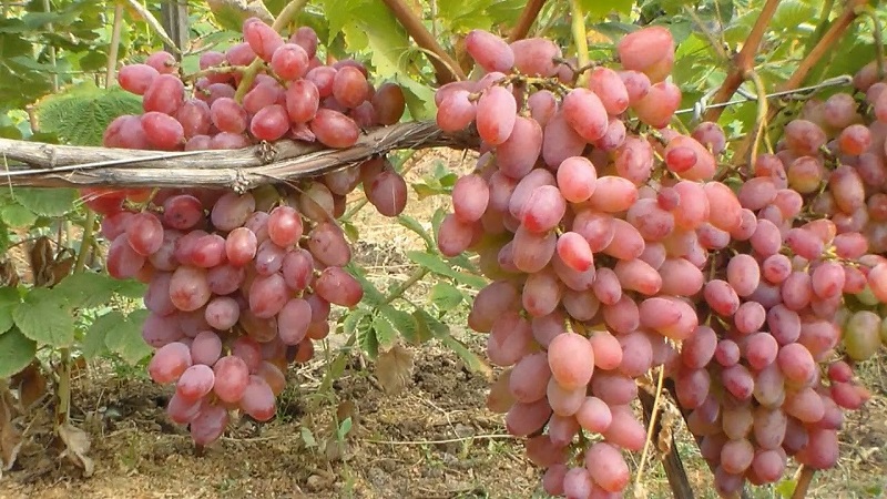 The best grape varieties for the Moscow region: characteristics and descriptions, tips for choosing