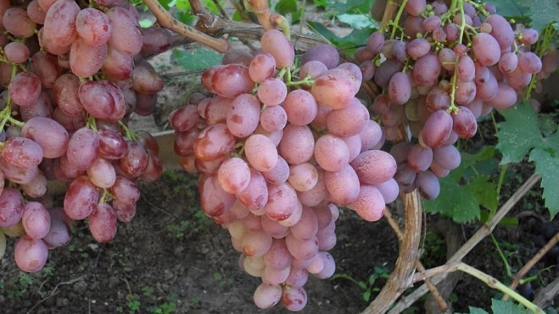 Review of the best table grape varieties and recommendations for selection