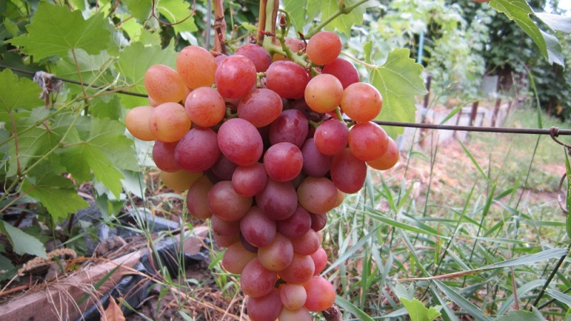 Review of the best table grape varieties and recommendations for selection