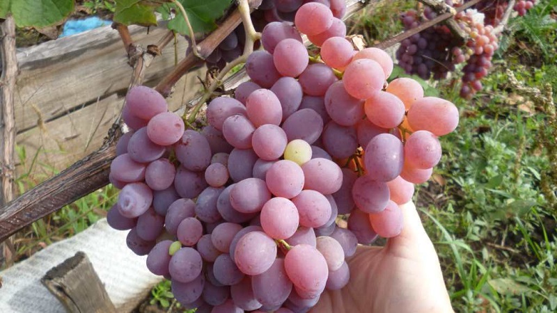 Review of the best table grape varieties and recommendations for selection
