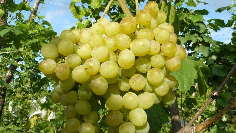 Review of the best table grape varieties and recommendations for selection