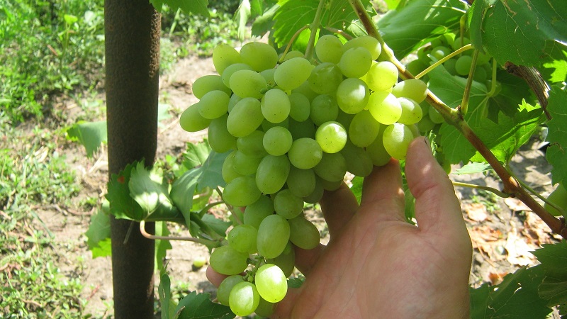 Review of the best table grape varieties and recommendations for selection