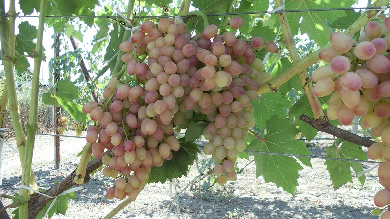 Review of the best table grape varieties and recommendations for selection