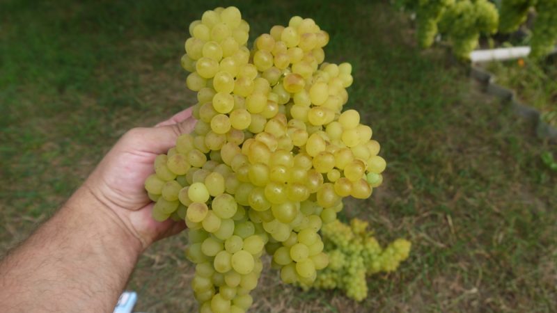 Description of grape variety Kishmish 342