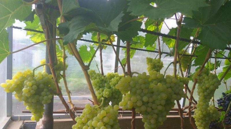 Description of grape variety Kishmish 342