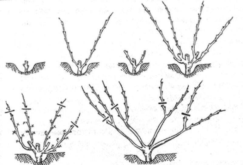 Description of grape variety Kishmish 342